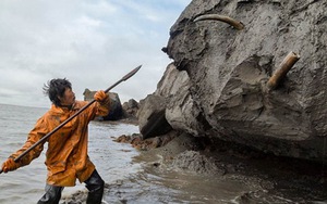 Hé lộ lịch sử bi hùng từ xác voi ma mút bị đâm chết