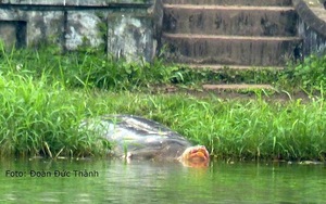 Xác Rùa Hồ Gươm sẽ được đưa vào Bảo tàng Thiên nhiên Việt Nam