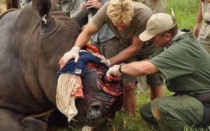 1.200 tê giác bị giết, trong khi Nam Phi lại bỏ lệnh cấm buôn bán sừng