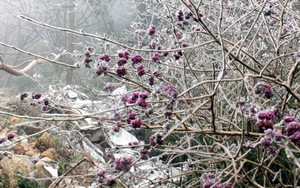 Băng tuyết phủ trắng rừng Phja Oắc: Du khách thì mừng, người dân thì lo