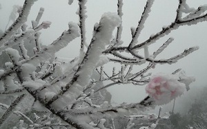 Lo mất mùa đào Tết vì băng giá