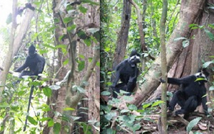 14 loài sinh vật ngoại lai đang đe dọa 'tấn công' Phong Nha - Kẻ Bàng