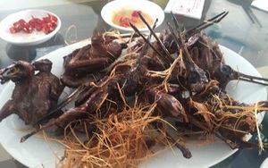 Quán chim trời nào ngon nhất ở Hà Nội, Hà Nam, Bắc Ninh?