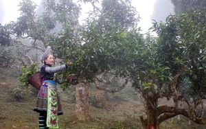 400 cây chè Shan cổ thụ Suối Giàng trở thành Cây di sản Việt Nam