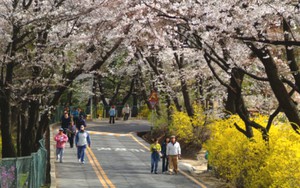 Vietravel bán nhiều tour đi Hàn Quốc ngắm hoa anh đào