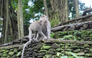 'Rừng khỉ thiêng' ở Bali