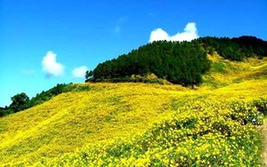 Video du lịch: Đà Lạt, ôi đẹp quá mùa hoa dã quỳ!