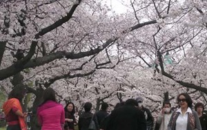Đà Nẵng đề xuất tổ chức miễn phí Lễ hội hoa anh đào