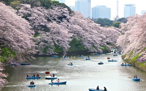 Chùm ảnh du lịch: Nhật Bản đẹp như tranh vẽ trong mùa hoa anh đào