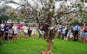 10.000 cành hoa anh đào 'chiến đấu' với cái nóng 40 độ C ở TP.HCM