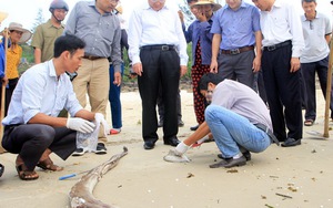 Cấp bách vụ cá chết: Ngư dân 'không thể như nông dân, nay trồng cây này, mai trồng cây khác'