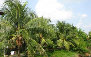 Chùm ảnh du lịch: Đồng Tháp, vẻ đẹp miền sông nước