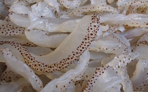 KHỦNG KHIẾP! Trung Quốc phát hiện sứa giả làm bằng hóa chất