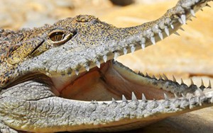 Cá sấu lật thuyền, bạn đồng hành chết, cụ già một mình chống trả suốt 3 tiếng