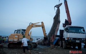 VIDEO: Rưng rưng lễ trục vớt và chôn cất cá voi ở bờ biển Nghệ An