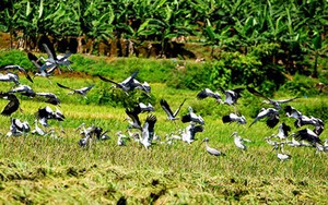 Chim lạ xuất hiện ở Bát Xát - Lào Cai là Cò Nhạn có nguy cơ tuyệt chủng