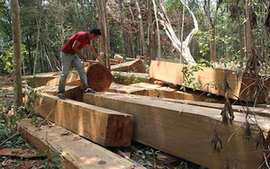 Báo cáo nhanh về vụ truy quét 'lâm tặc' ở Gia Lai: 3 người thương vong