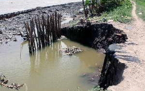 Nguy cơ sạt lở đê biển ở Cà Mau