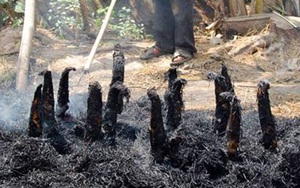 Về miền Tây ăn cá lóc nướng trui