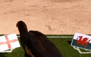 Chim 'tiên tri' Nelson dự đoán trận Anh thắng Wales, Đức hạ Ba Lan