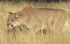 Bà mẹ dùng tay banh miệng sư tử núi để cứu con