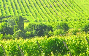 Những nẻo đường EURO: “Đời quá ngắn để uống rượu dở”