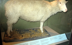 20 năm cừu Dolly: Vì sao chưa thể 'nhân bản' con người?