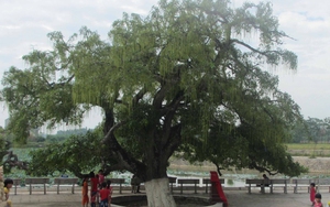 Xác lập cây lộc vừng cổ thụ là Cây di sản Việt Nam