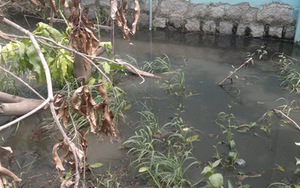 Sốc với lý do doanh nghiệp xả nước thải đen ngòm, 'lúc nhúc dòi bọ'