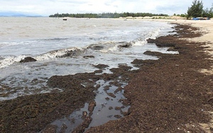 Rong biển trôi dạt đày đặc vào bờ ở Quảng Bình