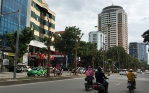 Trồng phượng ở dải phân cách đường Hà Nội đã được tính toán kỹ