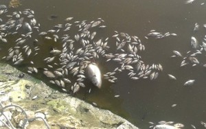 Thanh Hóa: Ô nhiễm môi trường nghiêm trọng do cá chết hàng loạt