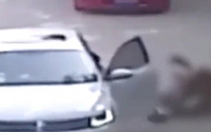 VIDEO sốc: Hổ vồ người ở công viên ngoại ô Bắc Kinh