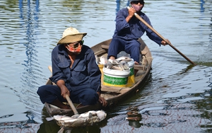 Cá chết hàng loạt ở Đà Nẵng, đang xác định nguyên nhân