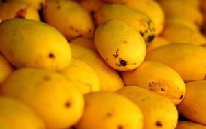 Sự thật tin đồn xoài hạt ni lông xuất xứ Trung Quốc