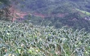 Lào Cai: 2 người chết, 3 người bị thương do giông lốc và sét đánh