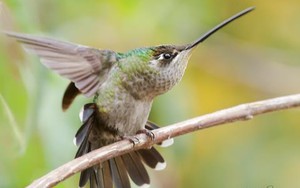 Triển lãm ‘Sải cánh hoang dã’ của 2 nhiếp ảnh Việt kiều