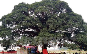 Khẩn cấp cứu cây trôi 1000 tuổi ở Bắc Ninh