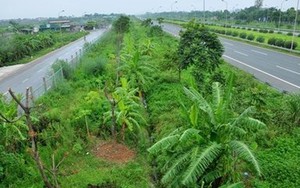 Hà Nội 'cắt' kinh phí về cây xanh: Tiếp tục tham khảo ý kiến nhân dân