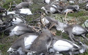 KINH HOÀNG: Sét đánh liên tiếp, giết sạch đàn hươu hơn 320 con