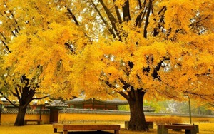 Câu chuyện du lịch: Khám phá Thu vàng Busan