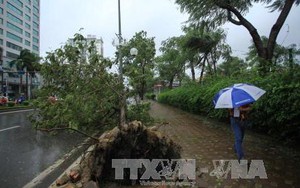 Hà Nội di chuyển hàng trăm cây xanh trên đường Kim Mã