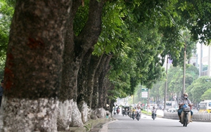 VIDEO: Chính thức di dời, chặt bỏ hàng cây cổ thụ ven hồ Thủ Lệ