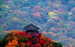 Đi Hàn Quốc mùa Thu mà bỏ qua chỗ này thì TIẾC NUỐI vô cùng