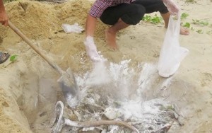 Hà Tĩnh sẽ tiêu hủy gần 12 tấn hải sản không an toàn