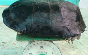 Cụ rùa 9kg mắc cạn trong ao tôm được trả giá 50 triệu đồng