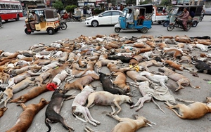 VIDEO: Đau xót cảnh thảm sát 700 con chó bằng thuốc độc giữa đường phố