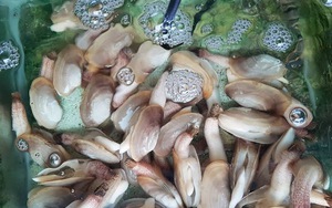 Hà béo quán, hải sản quê nướng gia truyền ngon nhất Vịnh Bắc Bộ