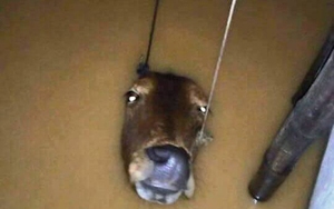 Những hình ảnh ám ảnh và đau xót về rốn lũ miền Trung