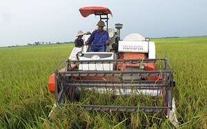 Học sinh được nghỉ học để giúp gia đình gặt lúa, chạy bão số 7